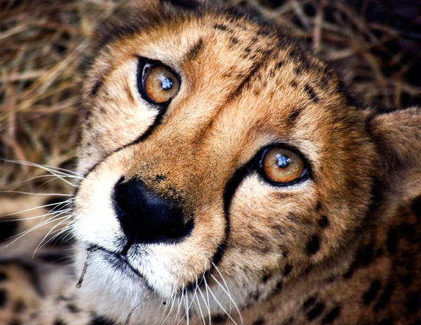 cheetah_by_parrothead529.jpg