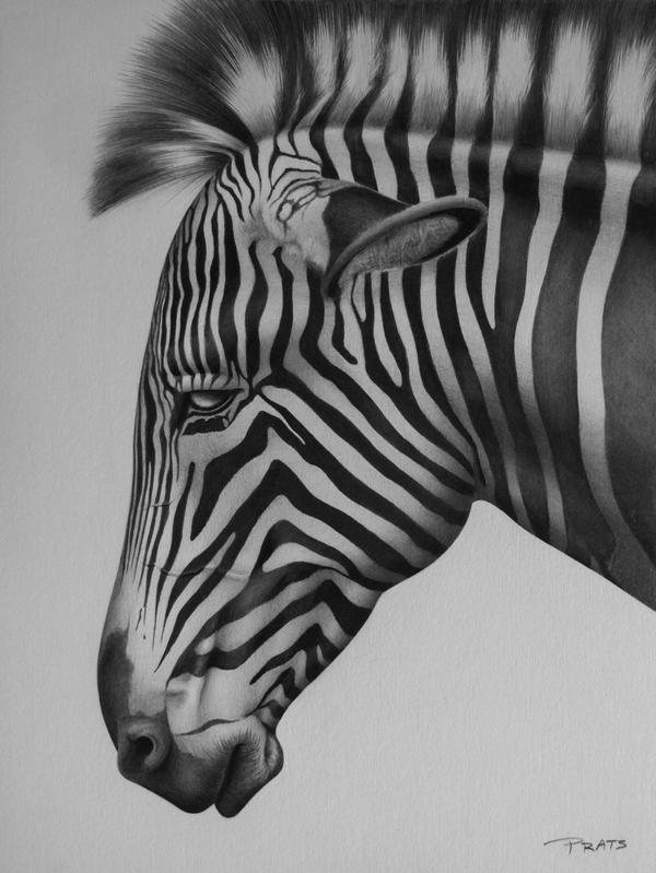 Zebra Stripes Essay Article For the Animals, essays about best friends Charles Darwin, Development, Sheer Alternatives