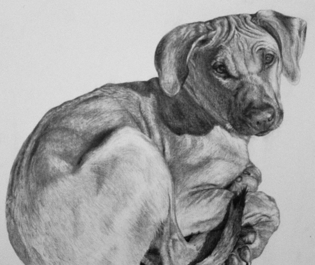 clip art rhodesian ridgeback dog - photo #10