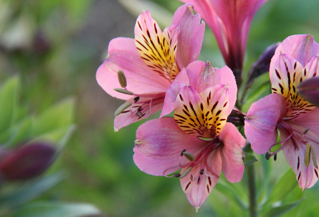 Pink Inca lilies by MaresaSinclair