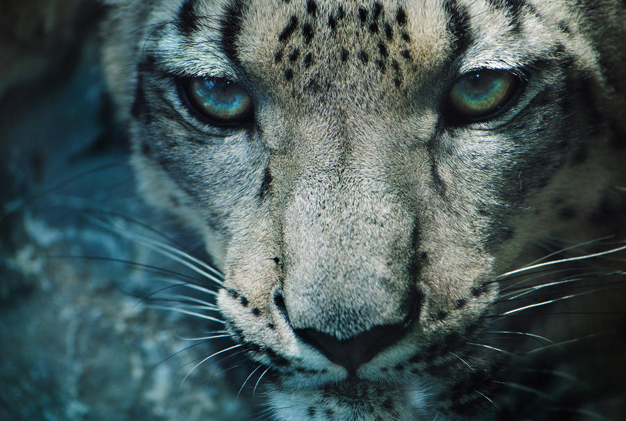 snow_leopard_by_krisvlad-d5aveah.jpg