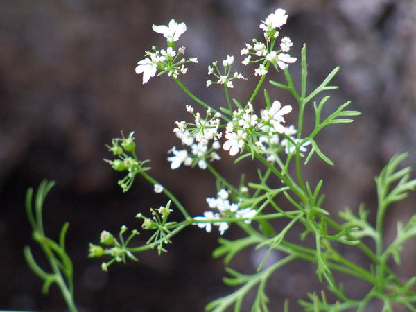 Image result for tiny white flowers