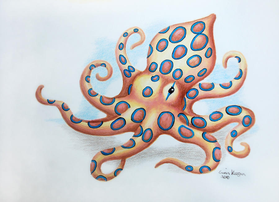 Blue Ringed Octopus by lilshegan on DeviantArt