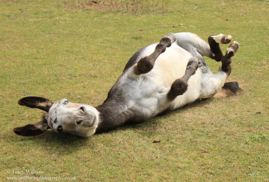 Donkey Lying Down by twilliamsphotography