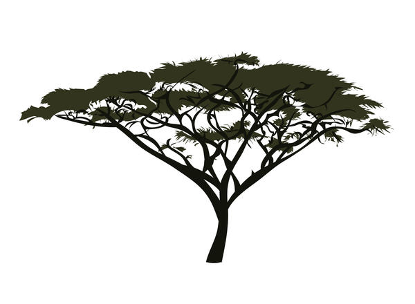 acacia tree clipart - photo #22