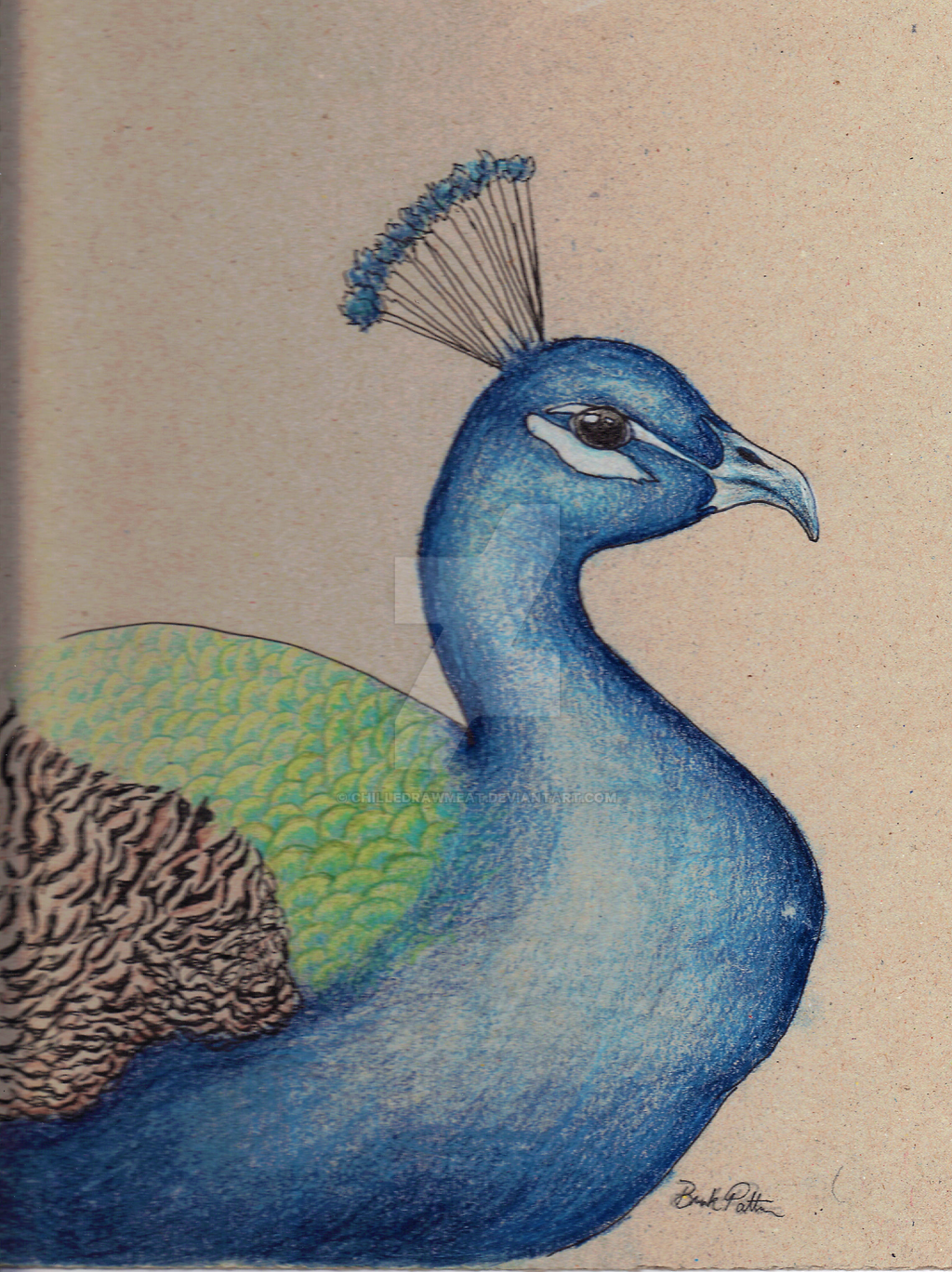 Colored Pencil Peacock by chilledrawmeat on DeviantArt