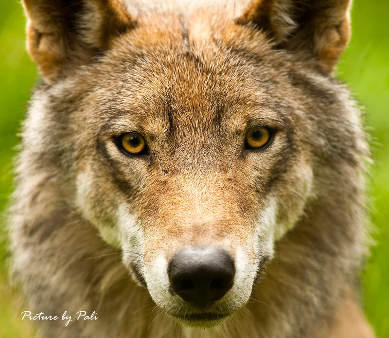 Alpha Male Wolf by PictureByPali on DeviantArt