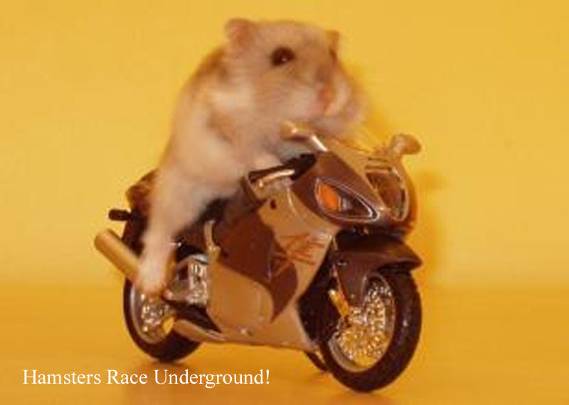 Image result for hamsters